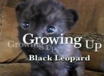 Как стать черным леопардом