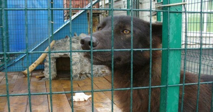 В Санкт-Петербурге спасли волка, который три года жил в клетке на автостоянке
