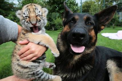 В зоопарке Словакии тигренка выращивают собаки