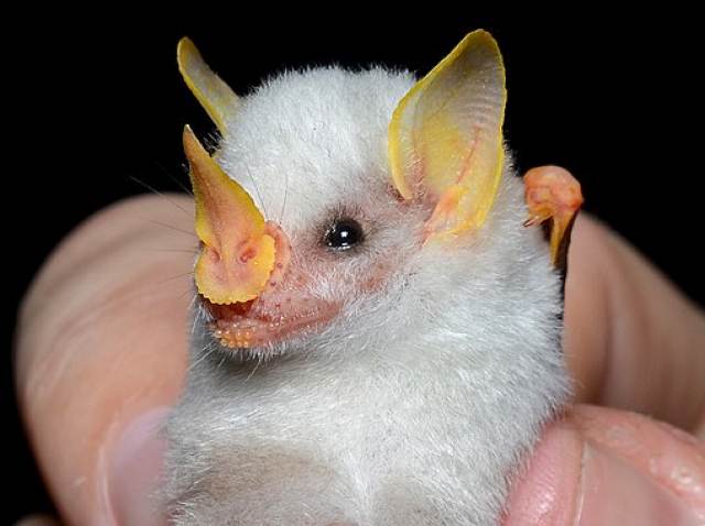 Гондурасская летучая мышь: Белая, пушистая и очень милая